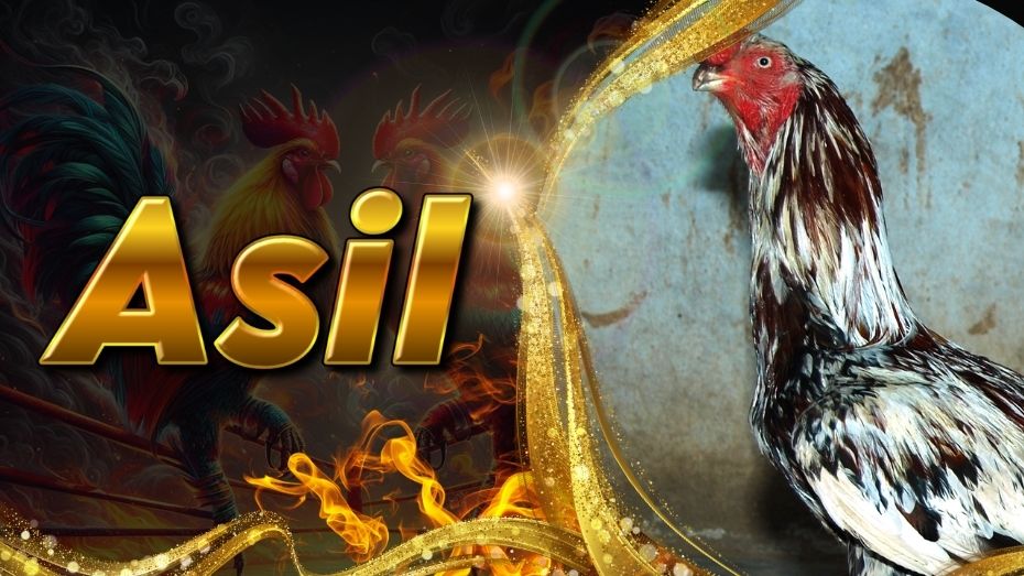Asil Gamefowl | Ancient Aggressive Breed to Win Matches