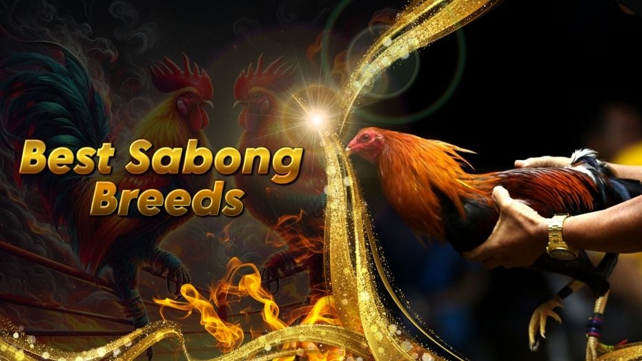 Best Sabong Breeds to Bet on Live Sabong Matches