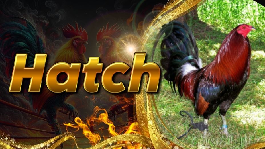 Hatch gamefowl