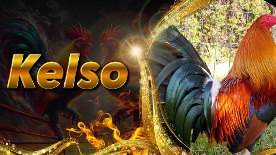 Kelso Gamefowl | Sidestepping Hybrid from Winning Roosters