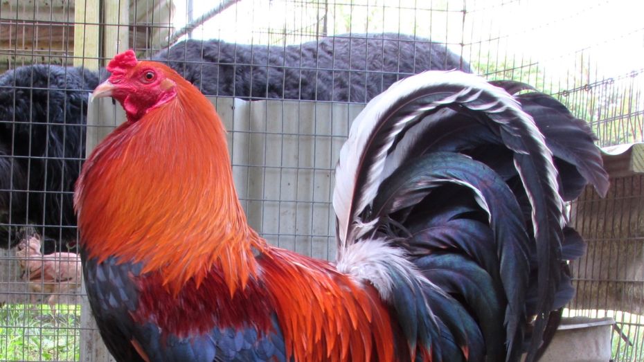 Roundhead rooster features