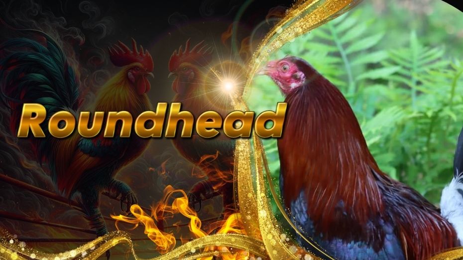 Roundhead Gamefowls | Random Birds to Natural Killers
