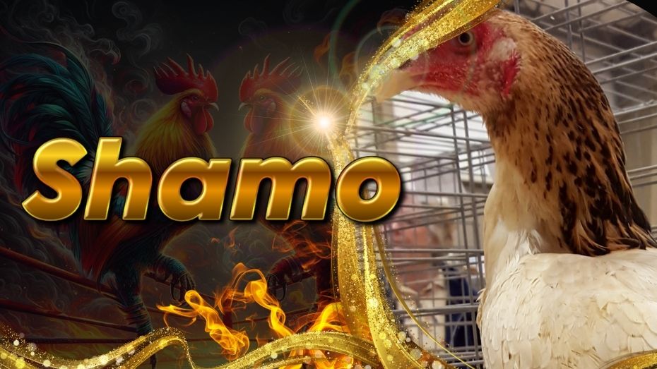 Shamo Gamefowls | Traditional Japanese Fighting Roosters