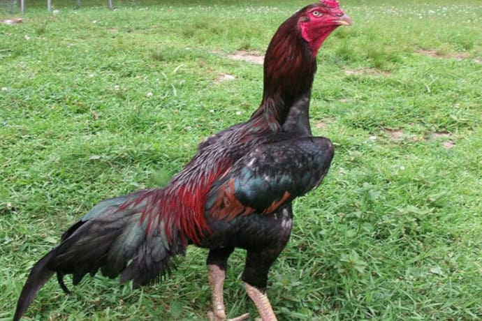 Malay Gamefowl